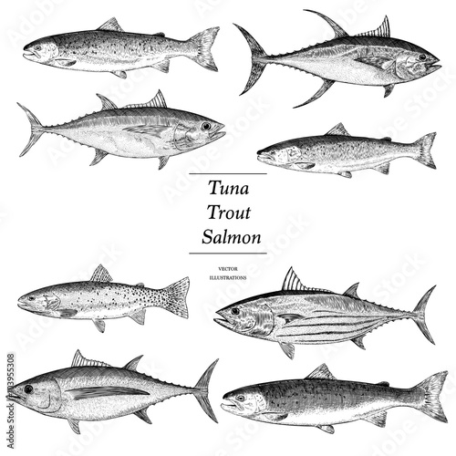 Tuna, Trout and Salmon Illustration