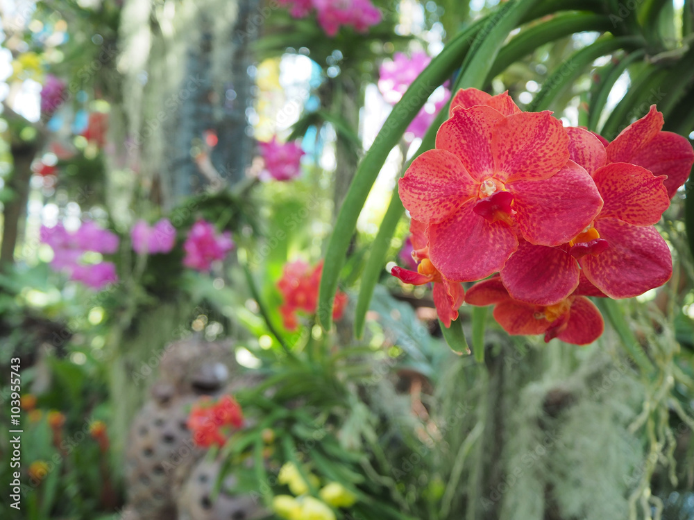 Red Orchids, Focus on Flower, Abstract Nature Background Red Orchids, Focus on Flower, Abstract Nature Background