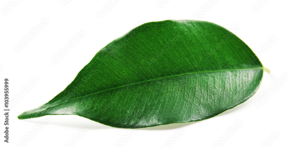 Obraz premium Green tea leaf, isolated on white