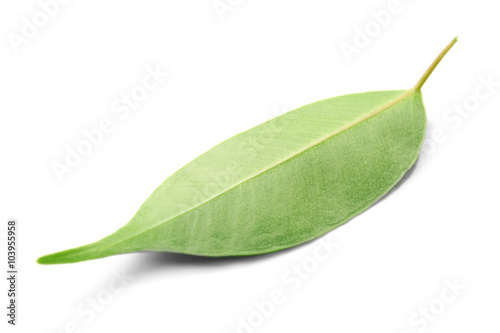 Green tea leaf  isolated on white