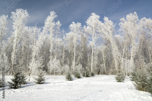 Winter birch trees forest