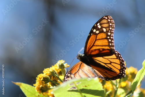 Mariposa Monarca en Michoacan