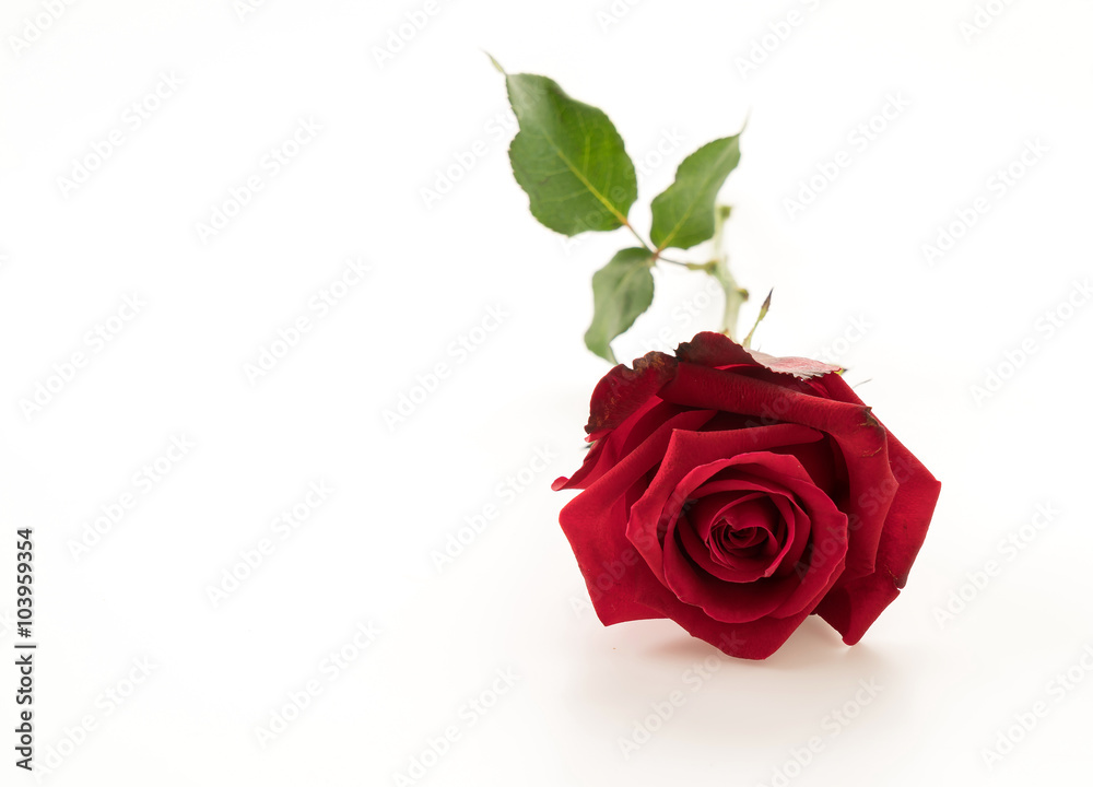 Fototapeta premium red rose