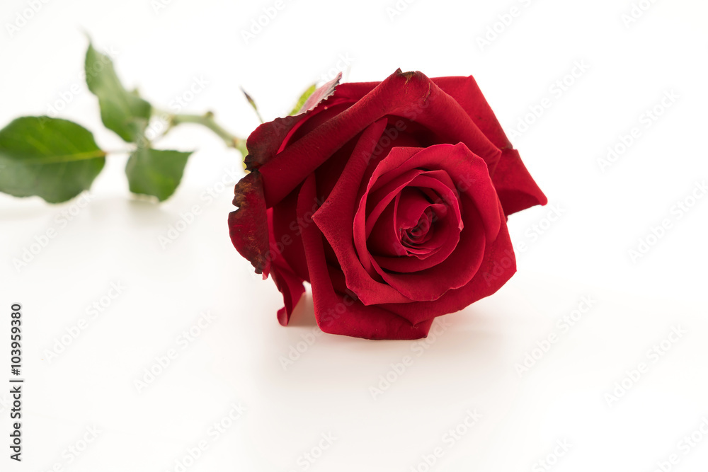 Fototapeta premium red rose