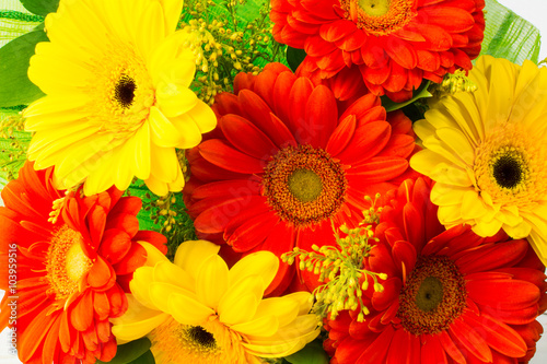 Yellow and red gerbera background