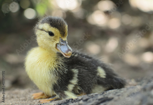 New born ducklings standing alone. © aedkafl