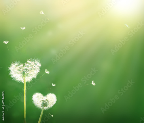 dandelion in shape of a heart