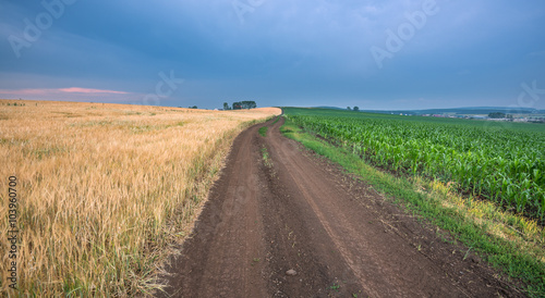 A road between two fields