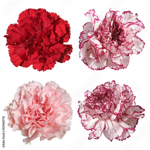 Carnation flower on a white background. Isolated 