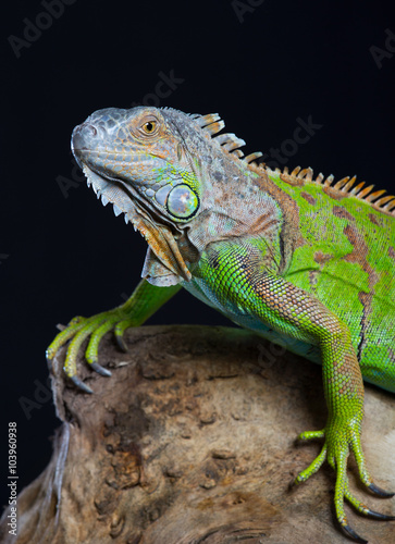 Beautiful green iguana sits on a tree