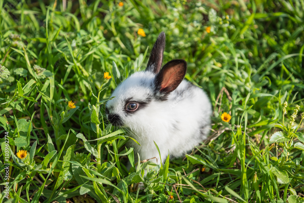 Cute small rabbit in the grass Cute small rabbit in the grass