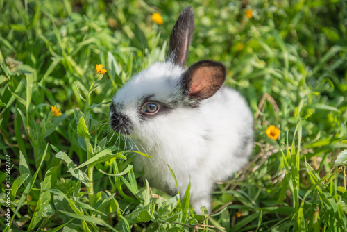 Cute small rabbit in the grass