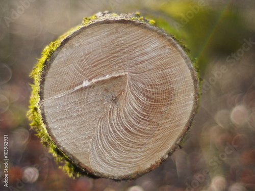 Jahresringe eines Eschenbaumes