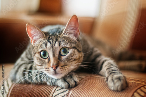 gray cat
