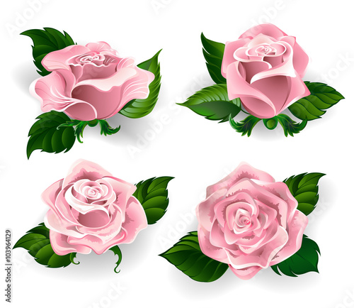 Set of pink roses