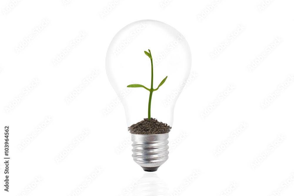 plant growing inside the light bulb plant growing inside the light bulb