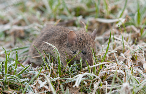 wild mouse