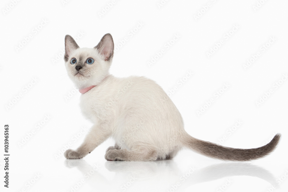 Kitten. Thai cat on white background