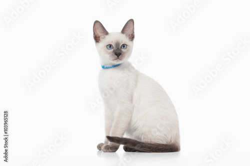 Kitten. Thai cat on white background © dionoanomalia