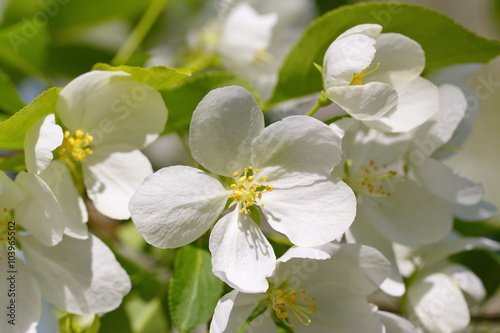 White flowers blossom in spring day