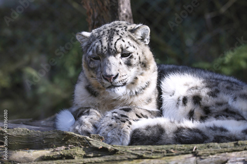 resting snow leopard, Uncia uncia