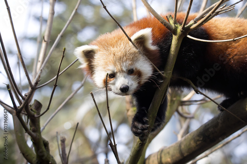 Fototapeta Naklejka Na Ścianę i Meble -  Red panda, Ailurus fulgens, climbing the branches