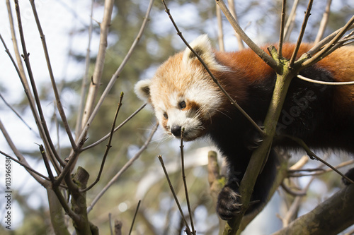 Fototapeta Naklejka Na Ścianę i Meble -  Red panda, Ailurus fulgens, climbing the branches