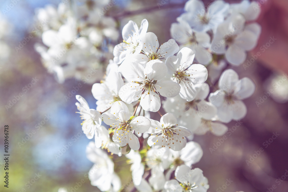 Beautiful white cherry blossom close-up