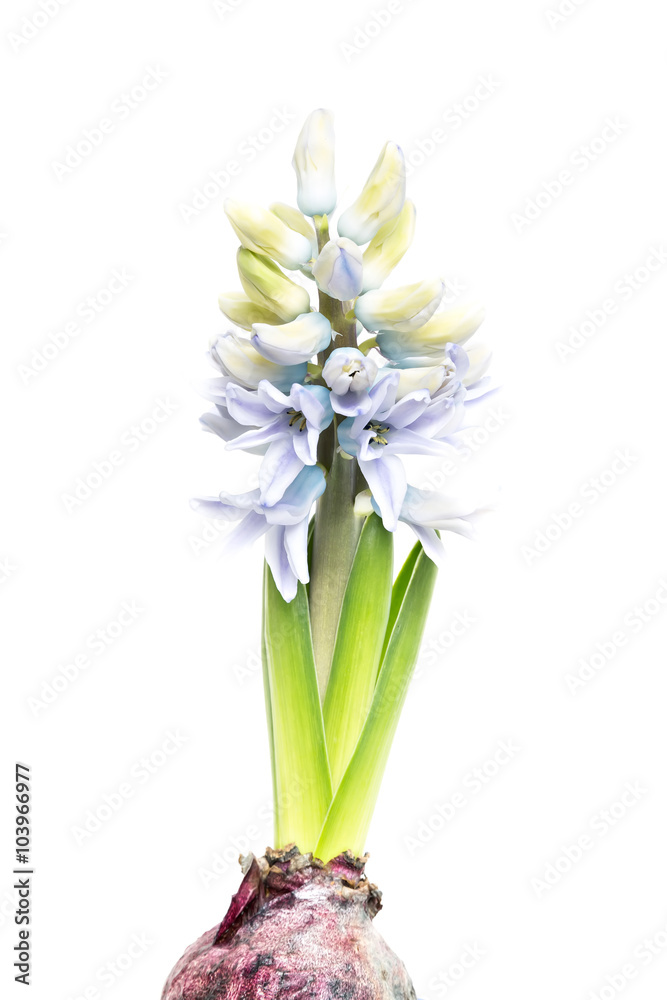 Fototapeta premium hyacinth