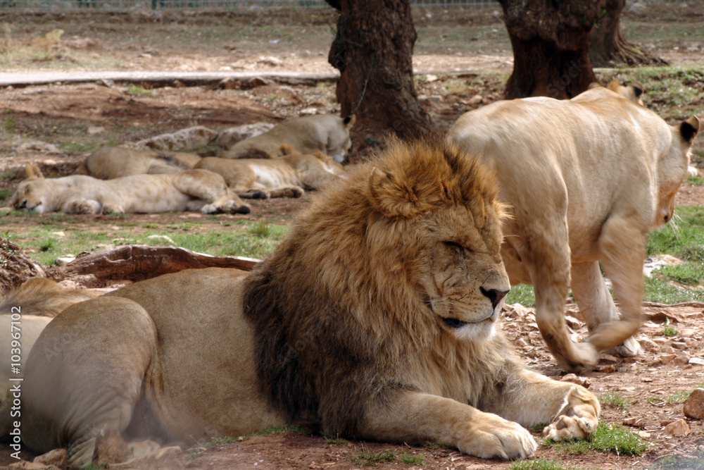 Naklejka premium pride of lions and lionesses at the park zoo