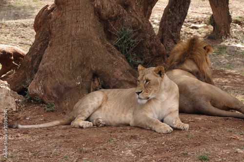 lionesses at the park zoo