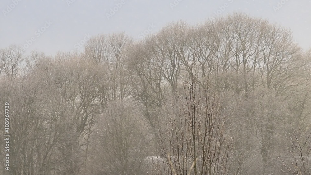 Snow-flurry on the background of trees Snow-flurry on the background of trees