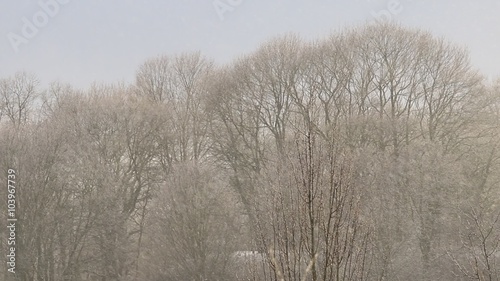 Wallpaper Mural Snow-flurry on the background of trees Torontodigital.ca