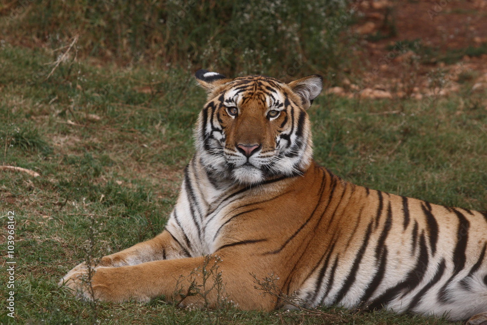 Tiger Tiger