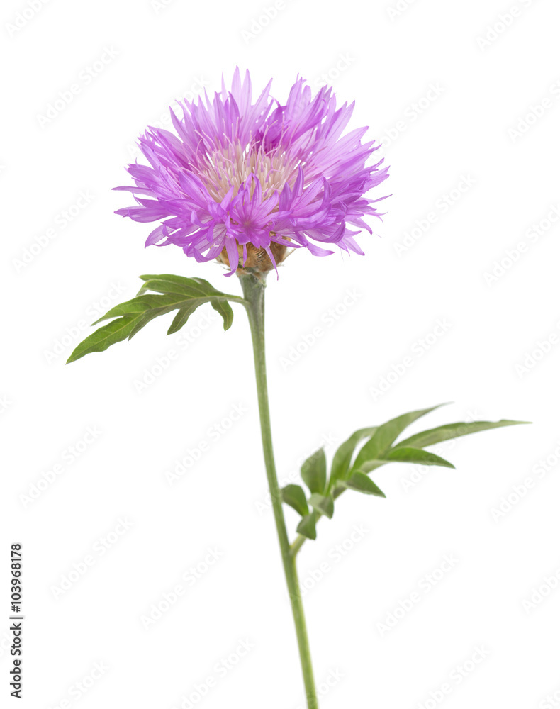 Naklejka premium Light lilac flower isolated on white background. Persian Cornflower.