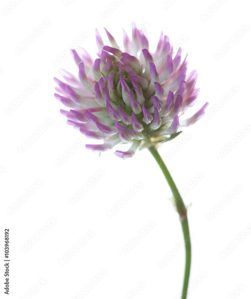 Close up of Clover flower isolated on white. Trifolium pratense Close up of Clover flower isolated on white. Trifolium pratense