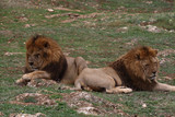 two male lions sleeping neighbors to the park zoo