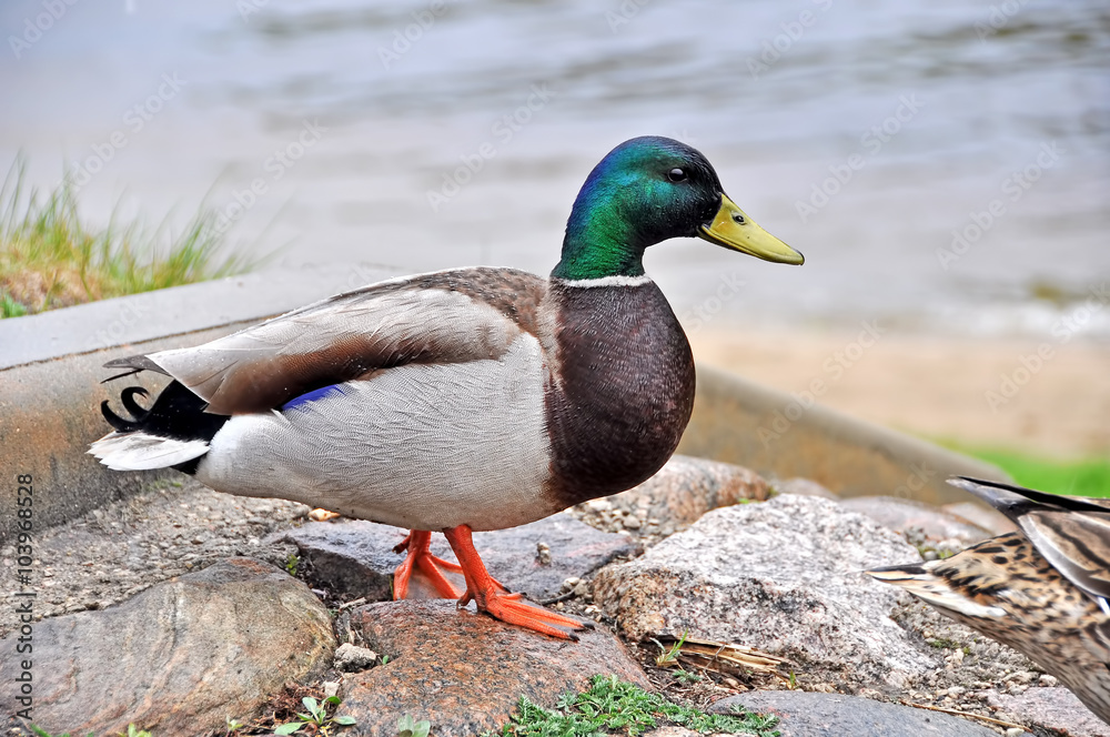 Mallard Duck Mallard Duck