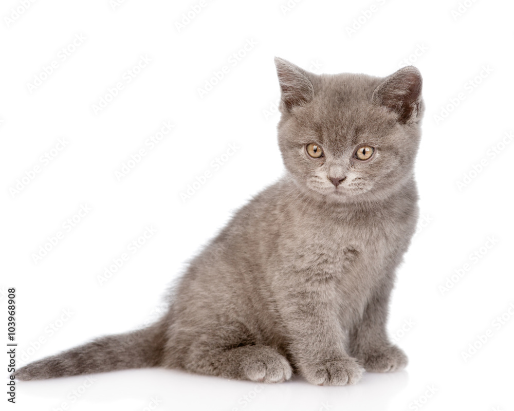 tiny cat looking at camera. isolated on white background tiny cat looking at camera. isolated on white background