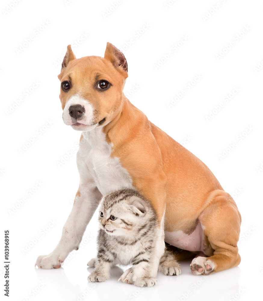 dog and little cat sitting together. isolated on white backgroun dog and little cat sitting together. isolated on white backgroun