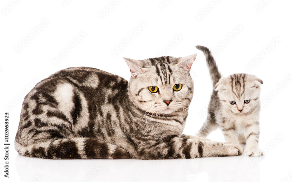 adult cat with kitten. isolated on white background