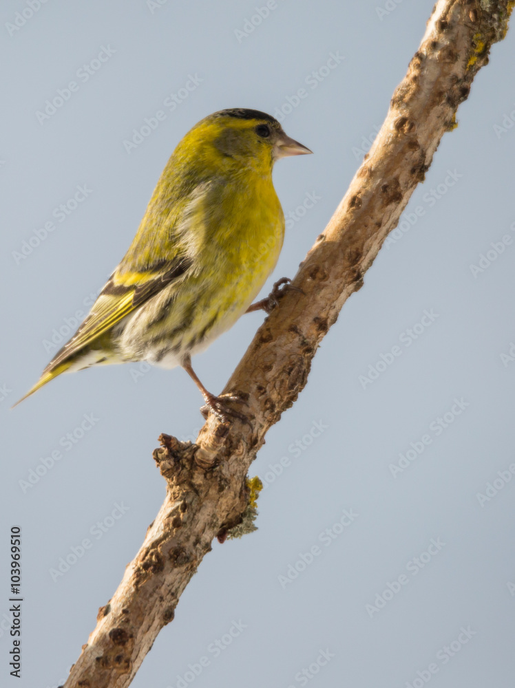 Obraz premium Tarin des aulnes mâle