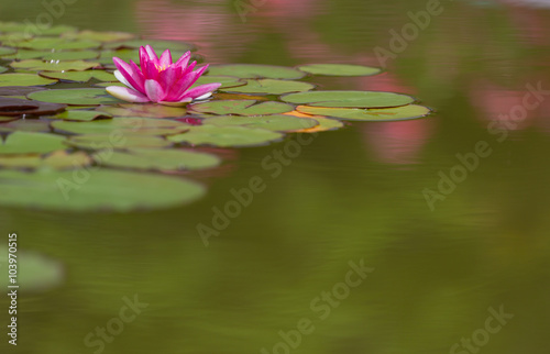 Pink water lily is beautifully reflected in lake water