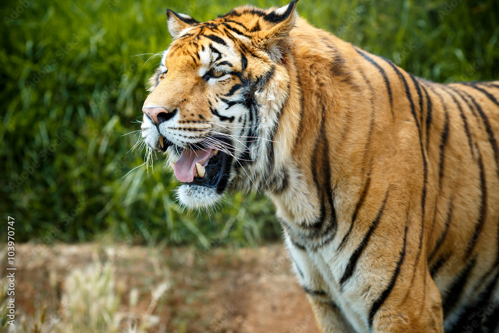  Bengal tiger in summer day