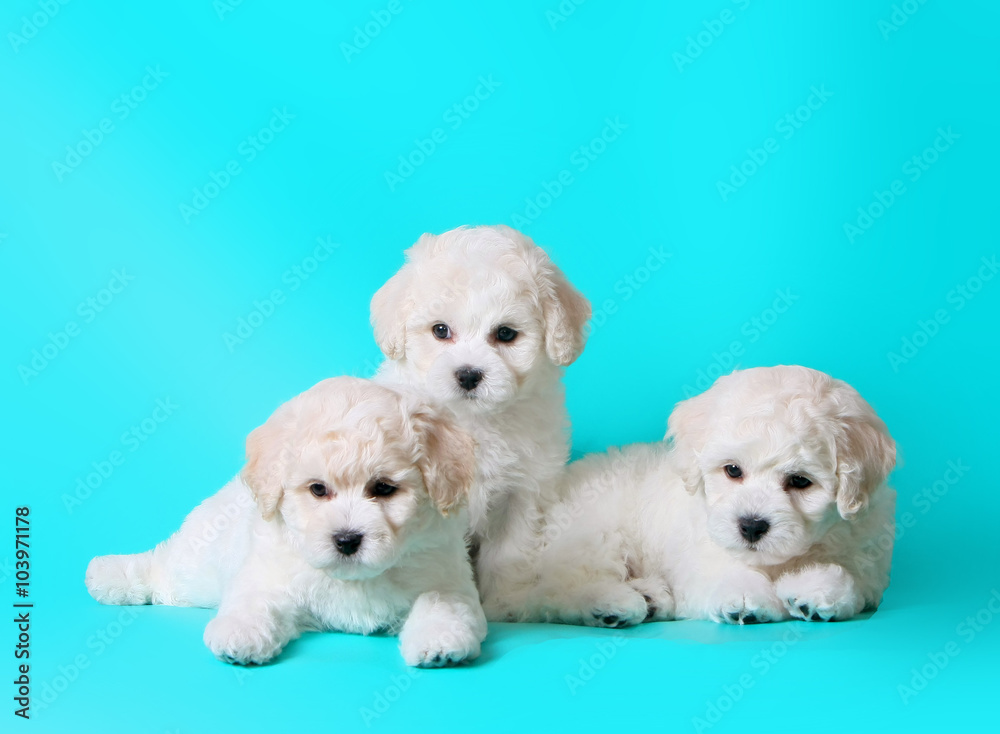 Three cute puppies. White breed bichon frize puppies. Small dog on a turquoise background.