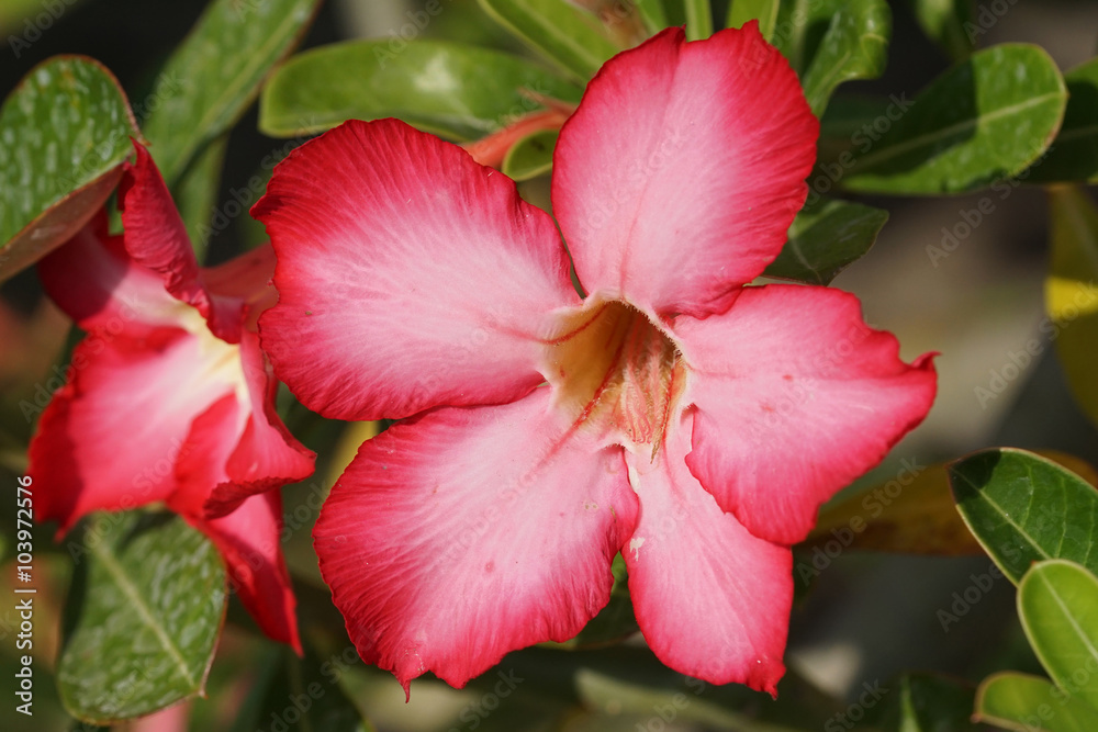 Wüstenrose, Bali, Indonesien Wüstenrose, Bali, Indonesien