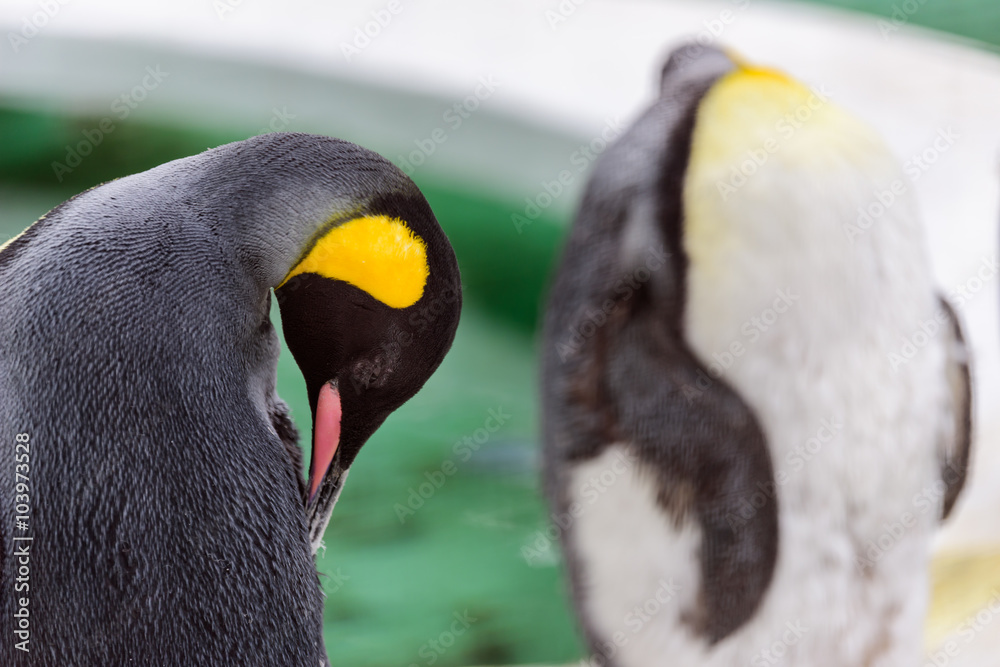 Naklejka premium ペンギン