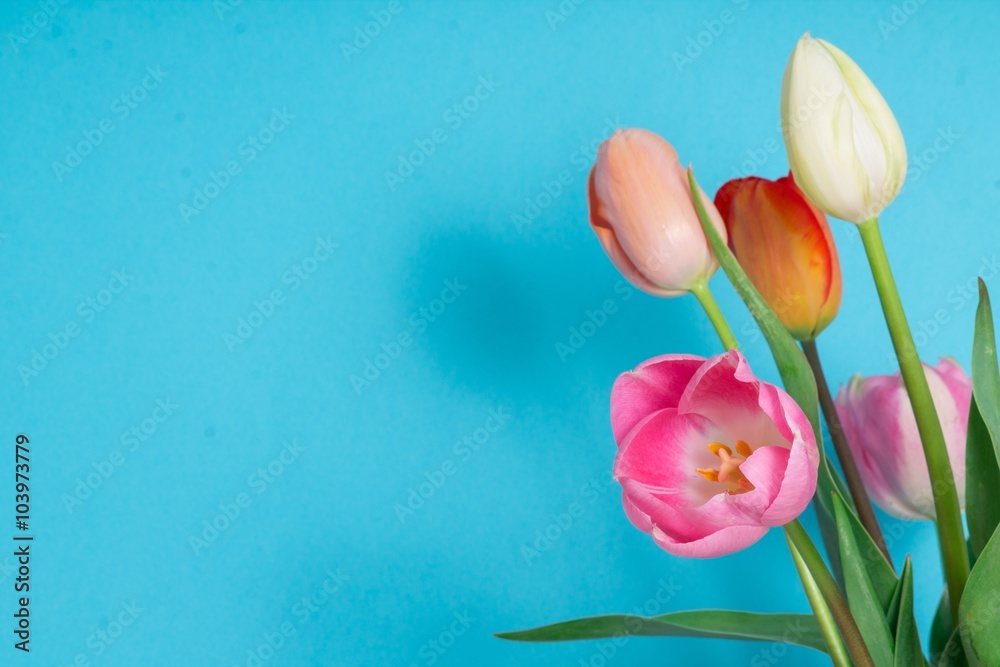Spring tulips background