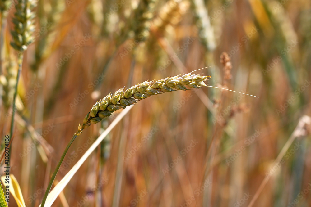 Fototapeta premium Harvest