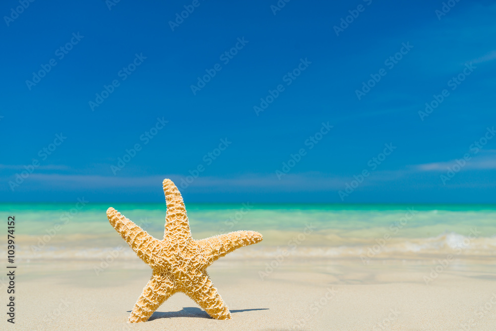 Starfish on the beach Starfish on the beach